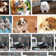 Illustration for article titled Has Google Images Been Hacked To Show A Russian Car Crash?